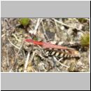 Myrmeleotettix maculatus - Gefleckte Keulenschrecke 01 Teverener Heide.jpg